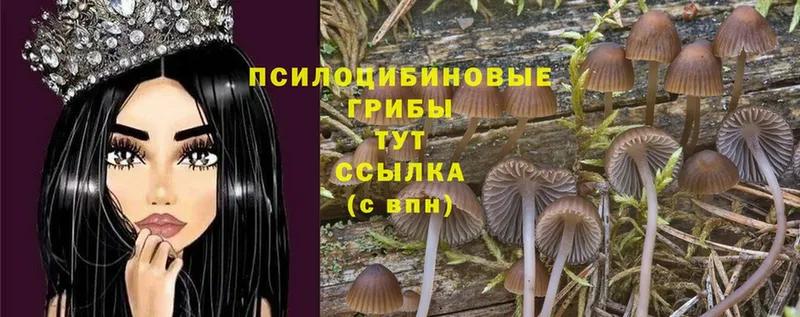 Галлюциногенные грибы Psilocybine cubensis  Куса 